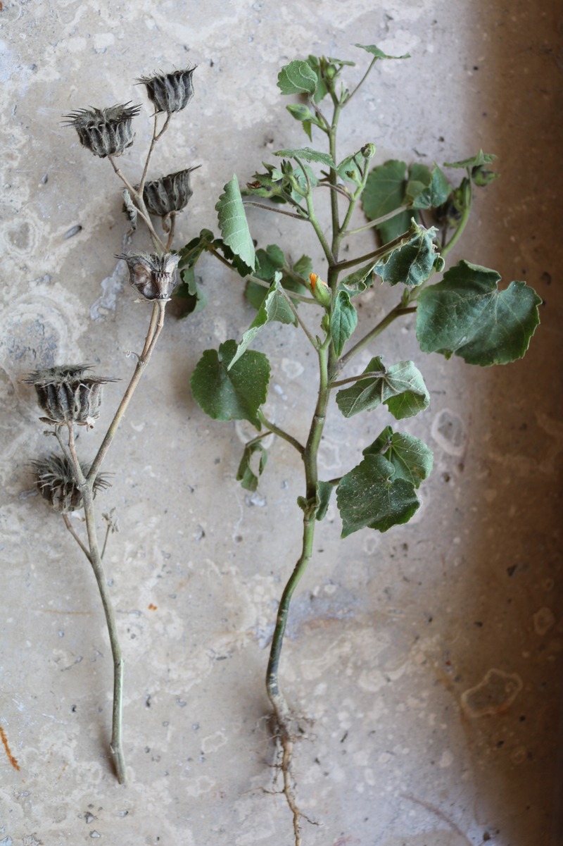 Image of Abutilon theophrasti specimen.