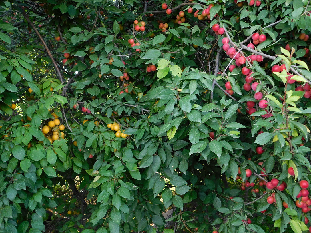 Image of Prunus cerasifera specimen.