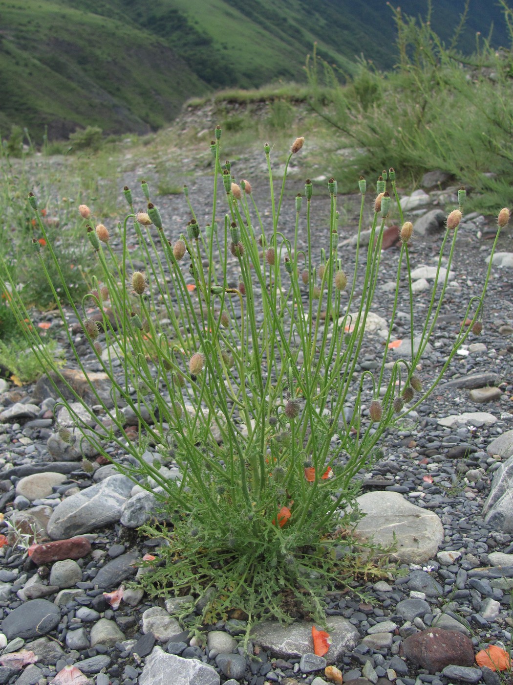 Image of Papaver fugax specimen.