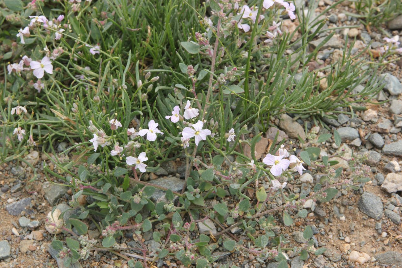 Image of Dontostemon perennis specimen.