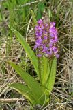 Dactylorhiza incarnata. Цветущее растение. Республика Татарстан, Спасский р-н, ур. Ясачка. 08.06.2010.