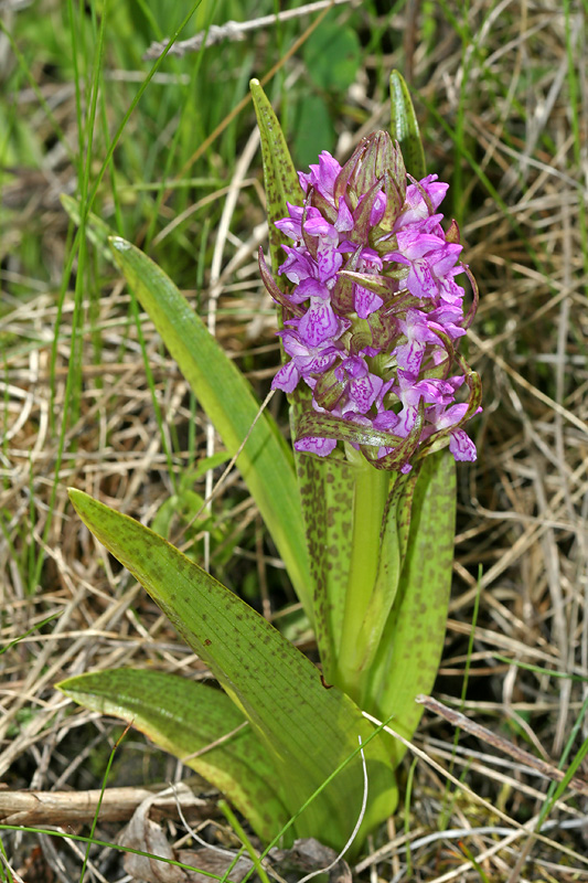 Image of Dactylorhiza incarnata specimen.