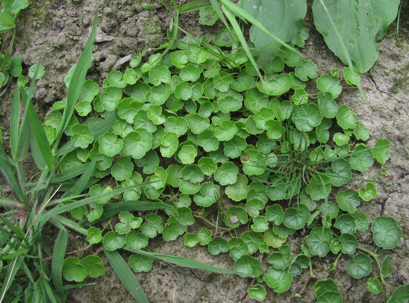 Image of Hydrocotyle ramiflora specimen.