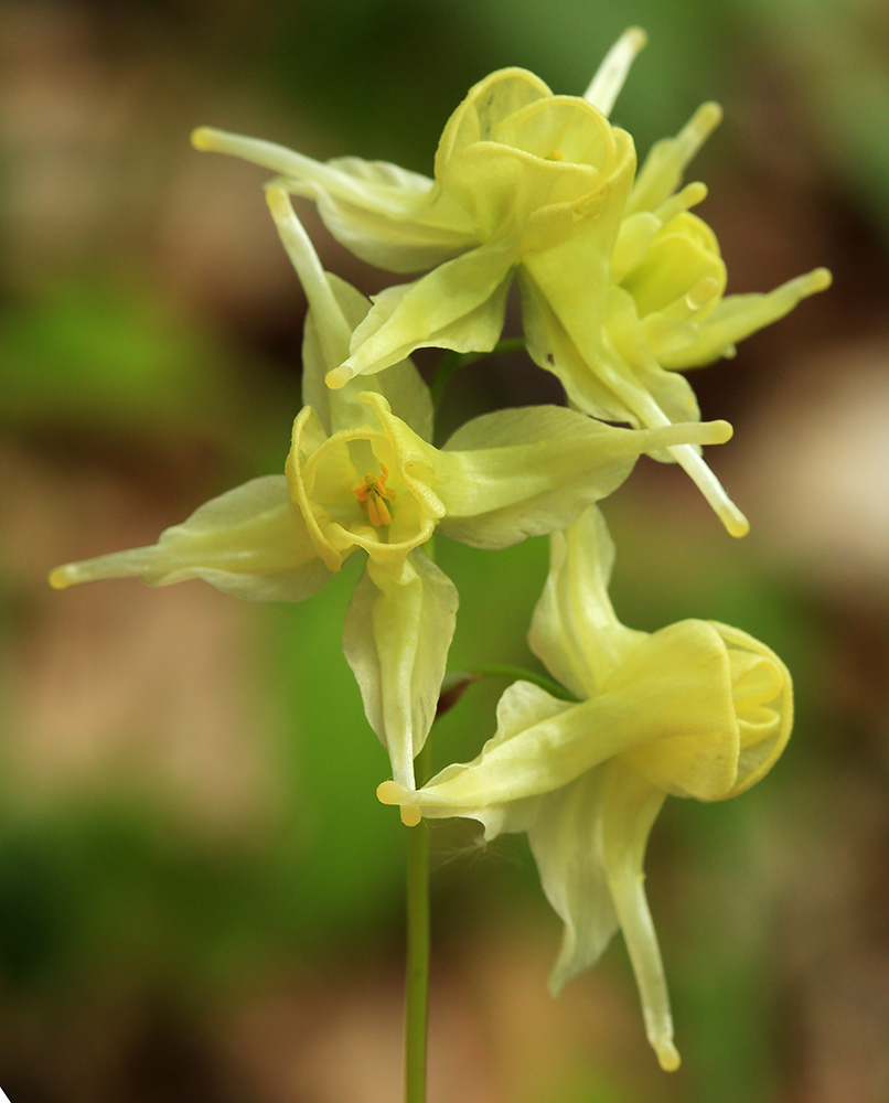 Image of Epimedium koreanum specimen.