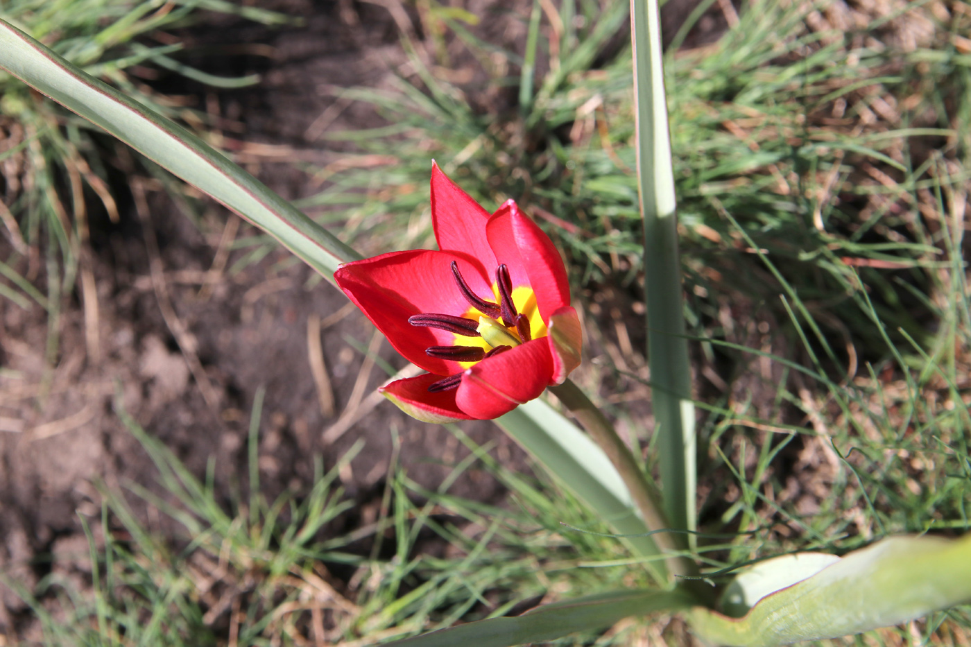 Image of Tulipa humilis specimen.