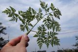 Смотреть изображение Conium maculatum