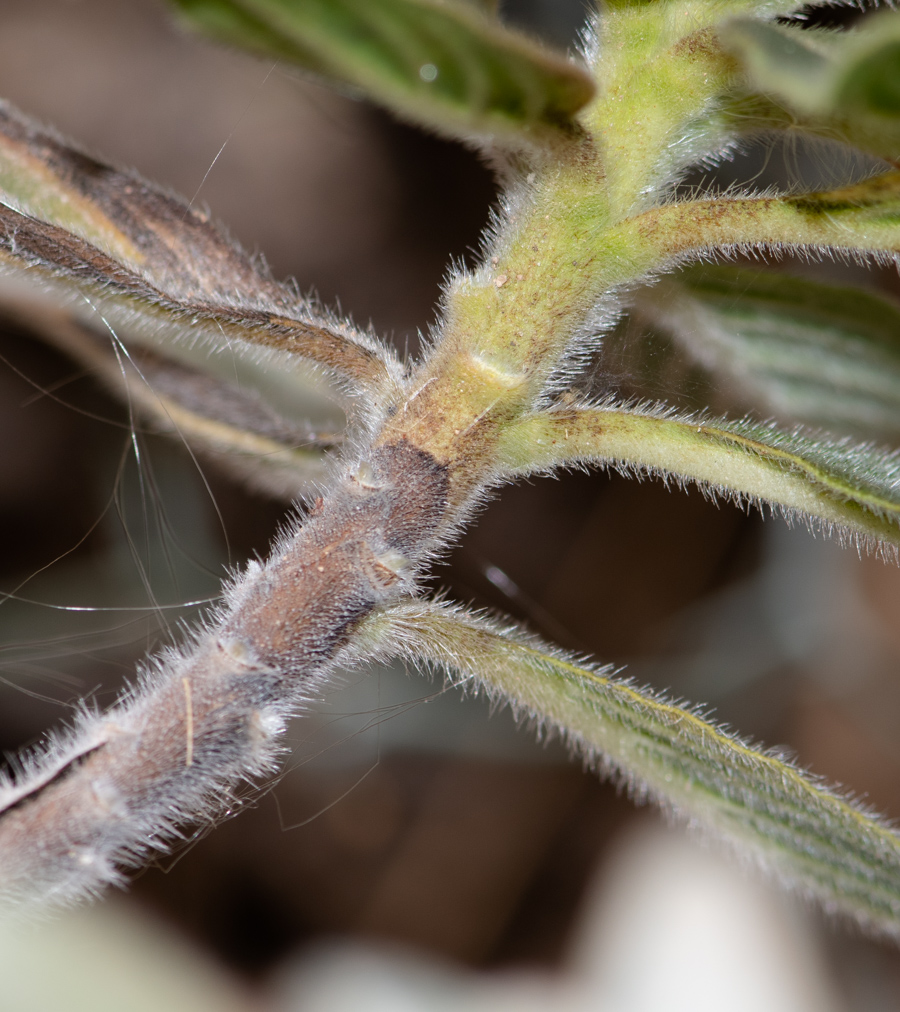 Изображение особи Echium handiense.