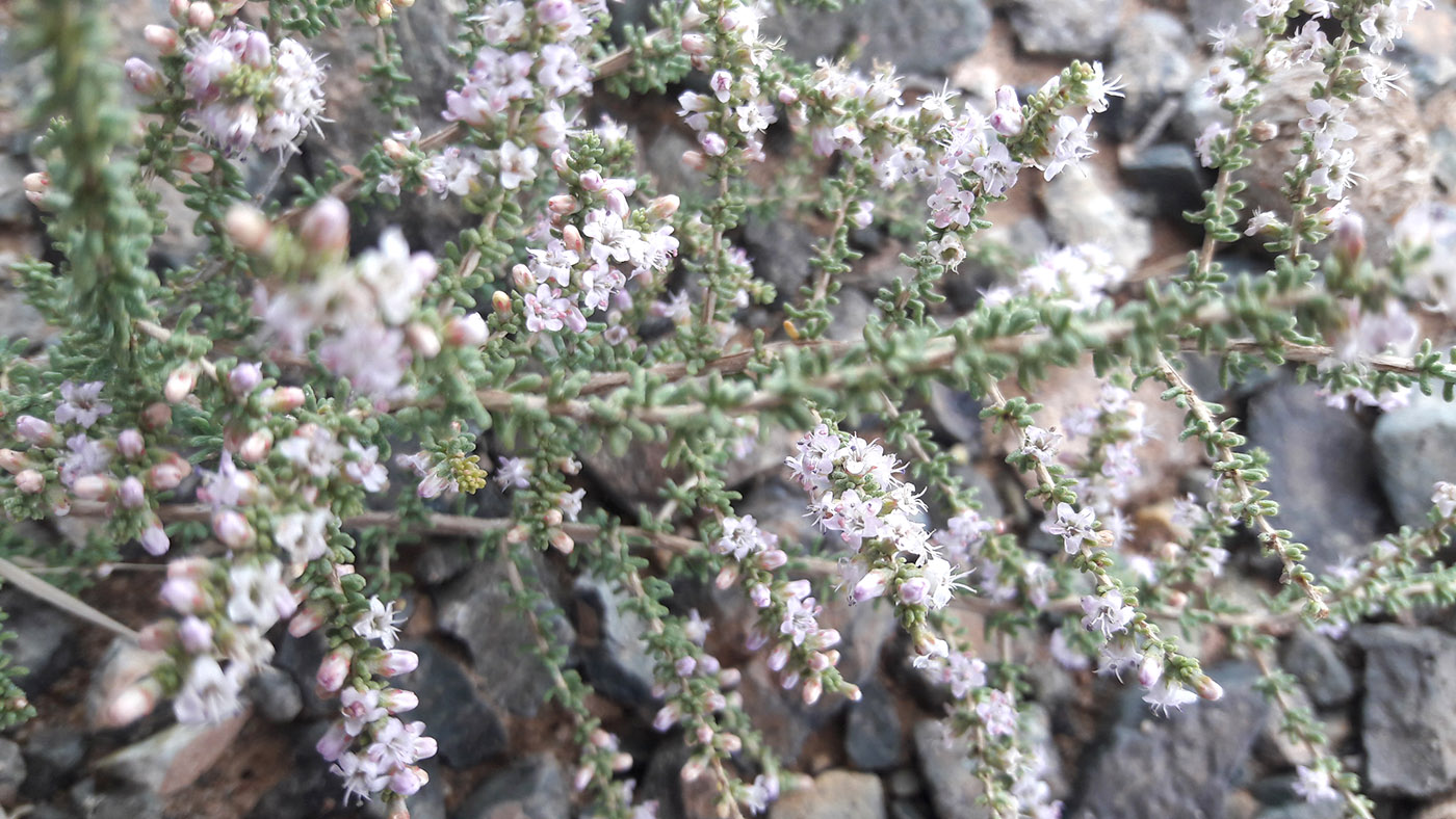 Image of Reaumuria songarica specimen.