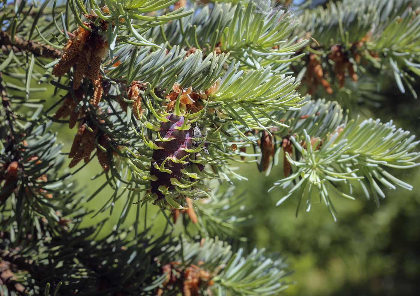 Изображение особи Pseudotsuga menziesii.