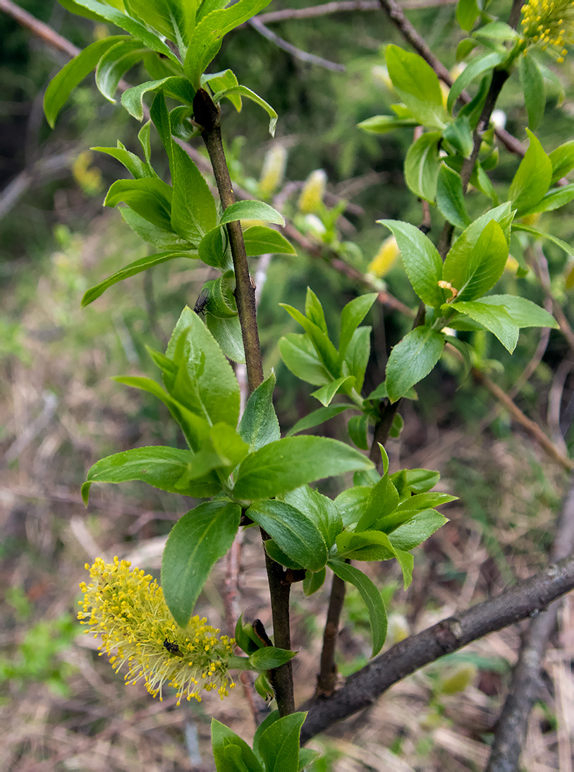 Image of Salix myrsinifolia specimen.