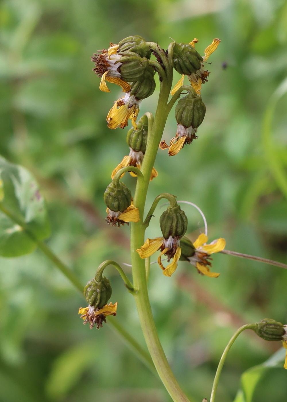 Image of Ligularia altaica specimen.