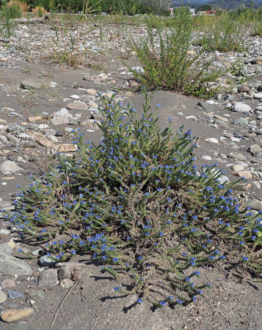 Image of Echium vulgare specimen.