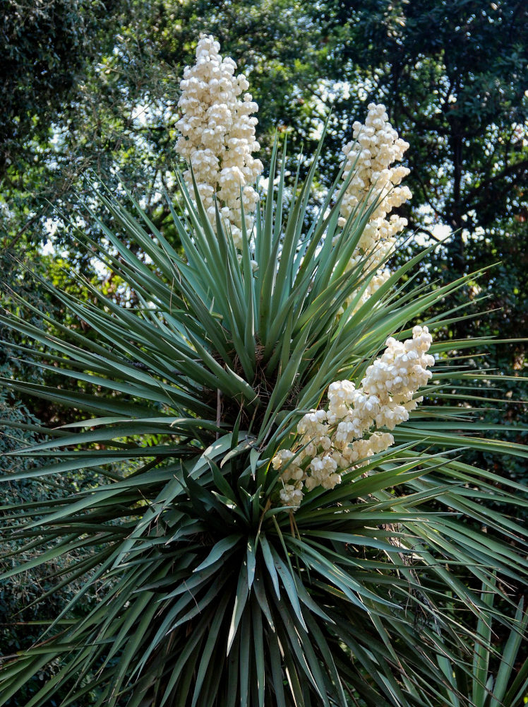 Изображение особи Yucca gloriosa.