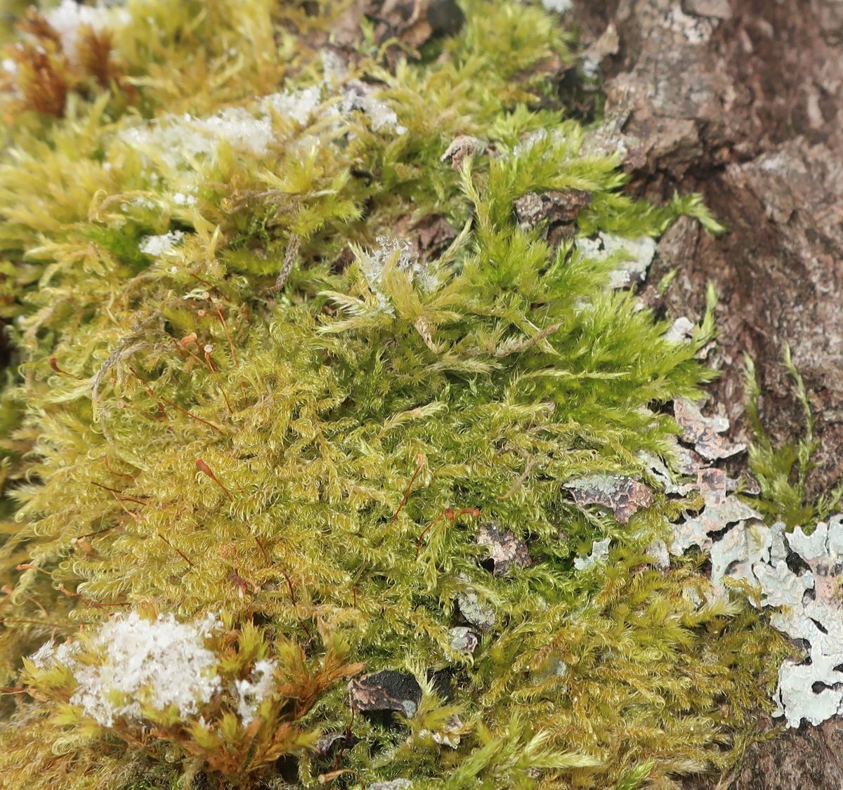 Изображение особи Sanionia uncinata.