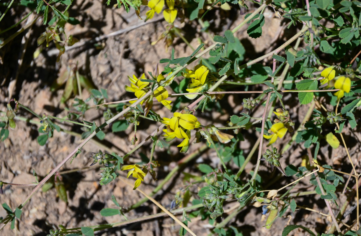 Image of Melilotoides aristata specimen.