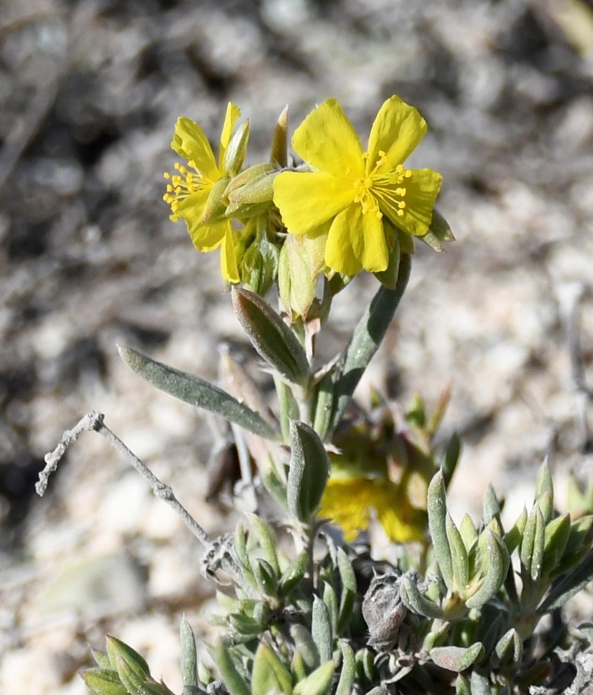 Image of Helianthemum syriacum specimen.