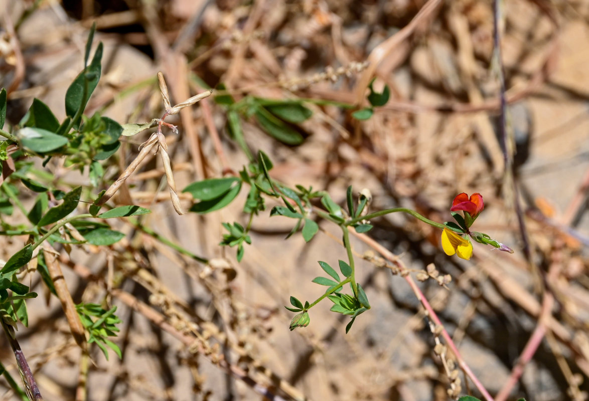 Image of genus Lotus specimen.