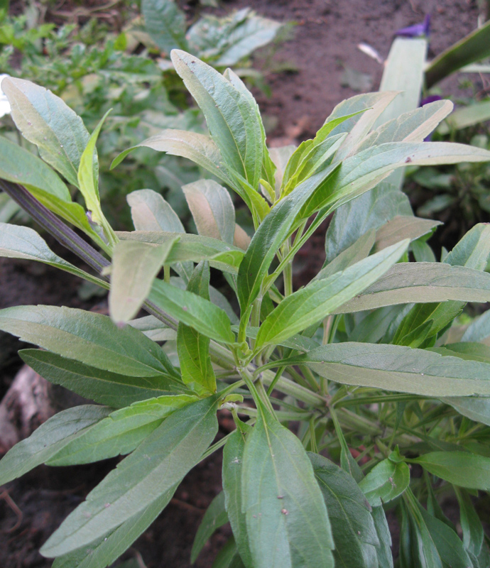 Изображение особи Salvia farinacea.