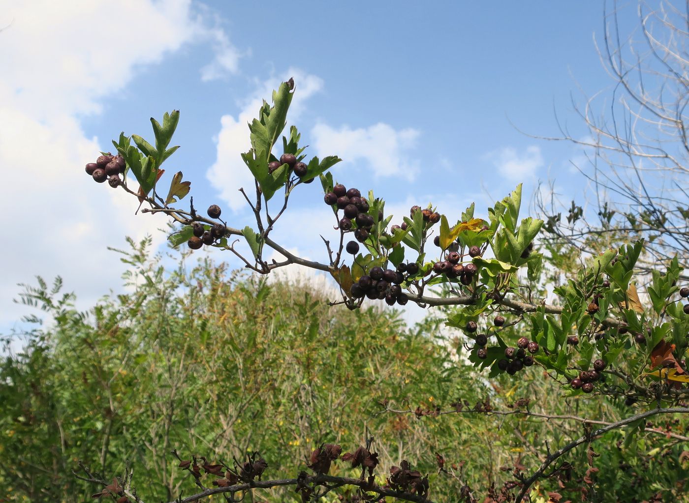 Изображение особи род Crataegus.