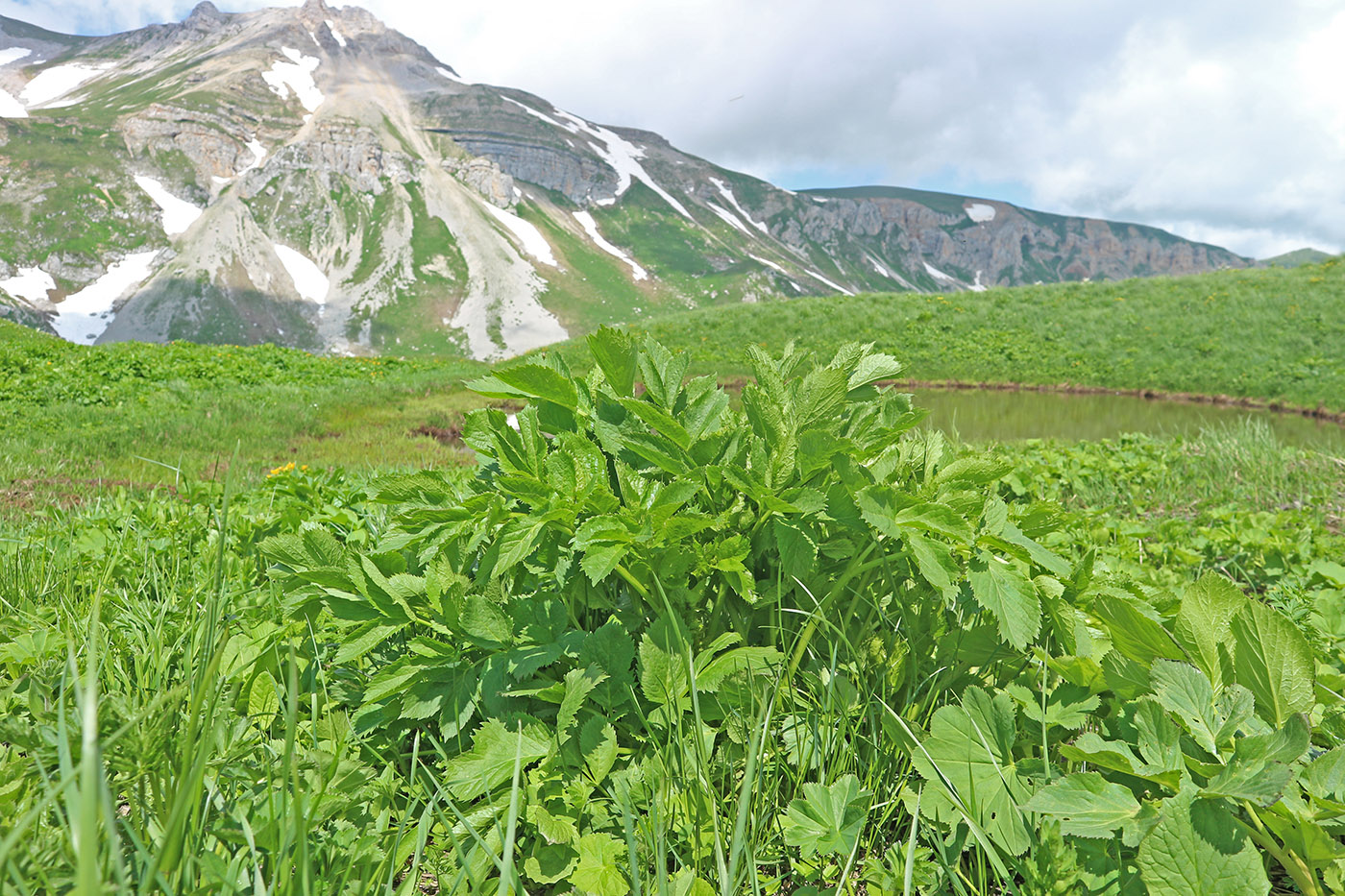 Image of Angelica purpurascens specimen.