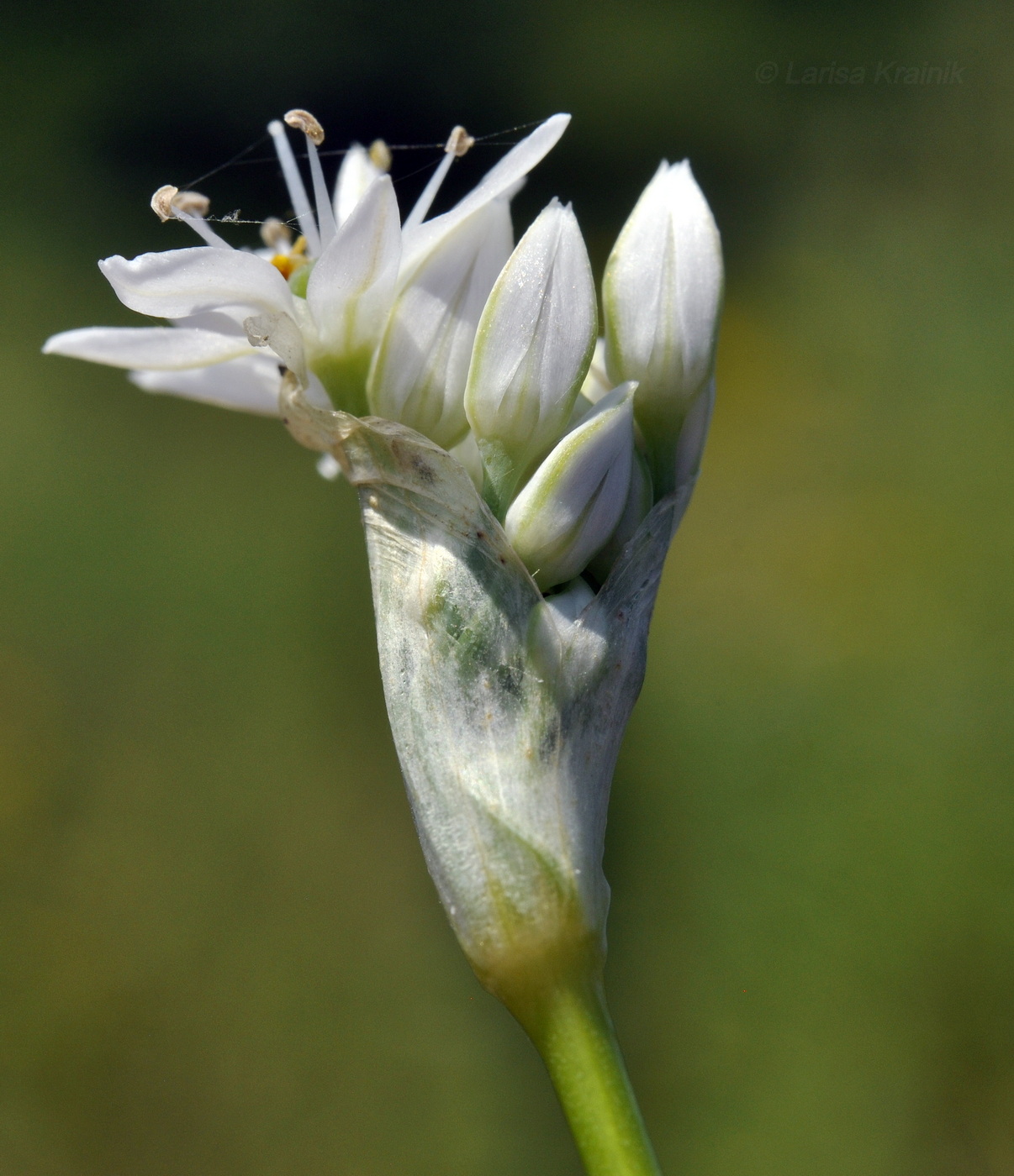 Image of Allium ramosum specimen.