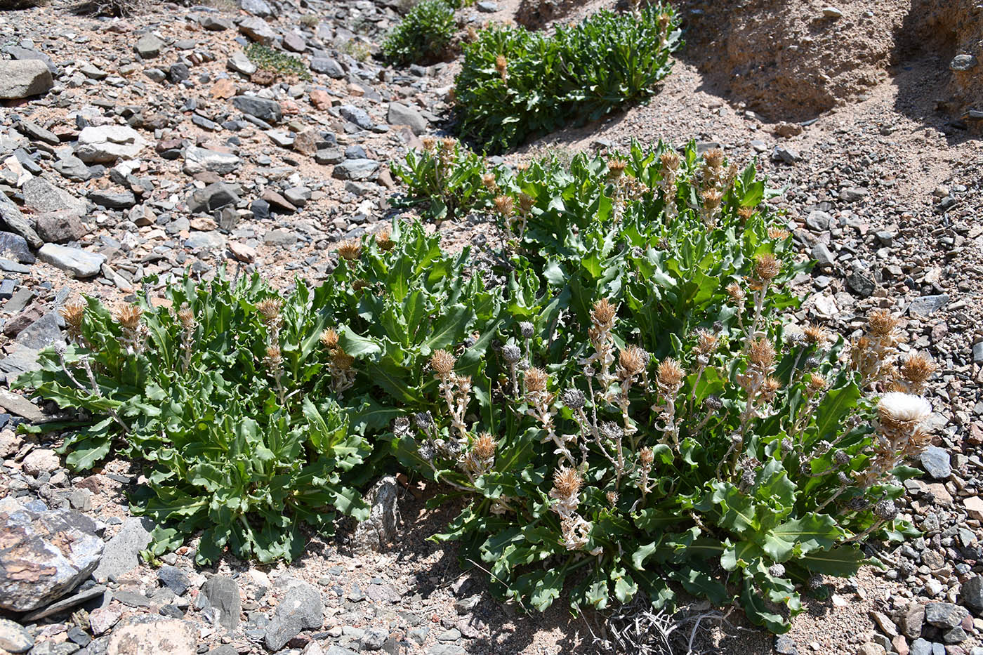 Image of Jurinea robusta specimen.