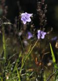 Campanula rotundifolia