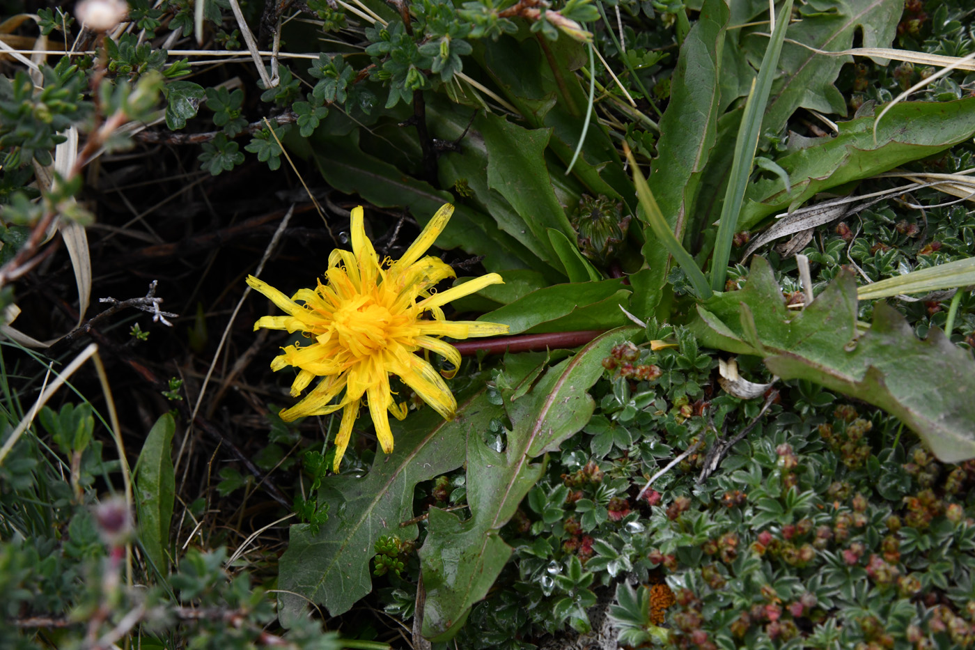 Изображение особи Taraxacum tianschanicum.