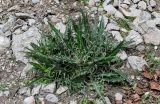 Cirsium argillosum