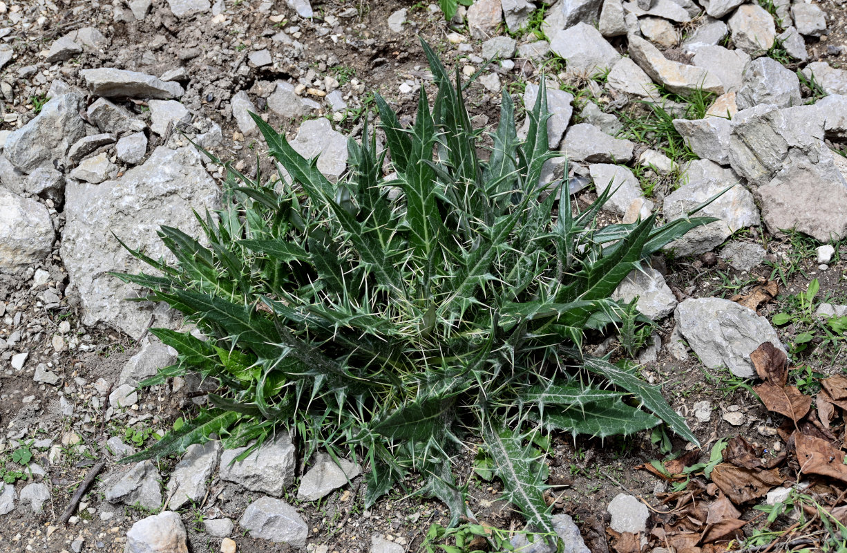 Изображение особи Cirsium argillosum.