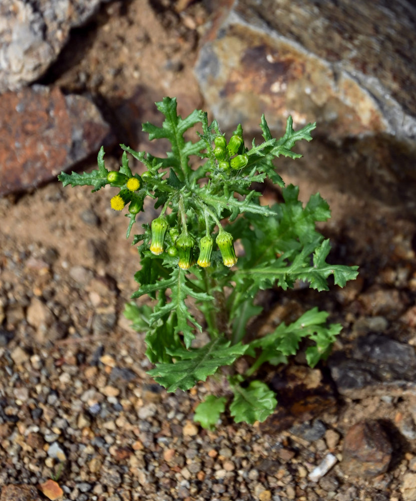 Image of Senecio vulgaris specimen.