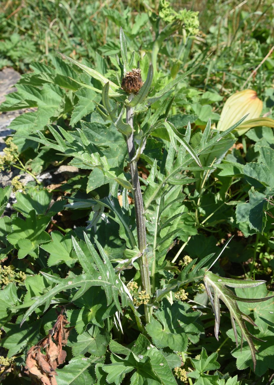 Image of Cirsium heterophyllum specimen.