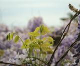 Wisteria sinensis. Молодые побеги и развивающееся соцветие. Абхазия, Гагрский р-н, с. Лдзаа, озеленение. 13.04.2024.