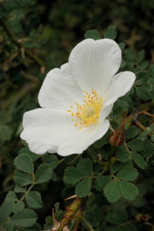 Image of Rosa nanothamnus specimen.