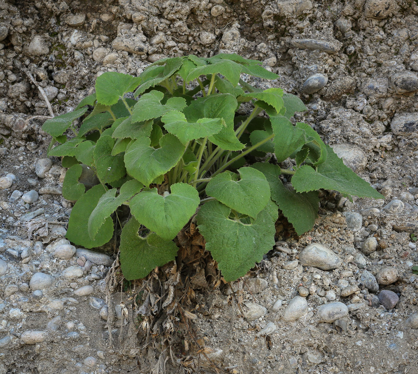 Изображение особи Campanula alliariifolia.