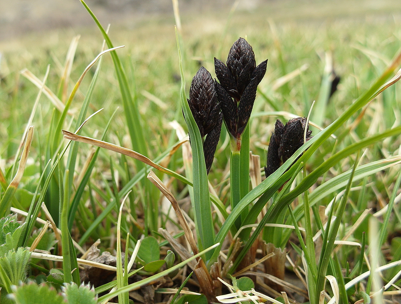 Изображение особи Carex melanantha.