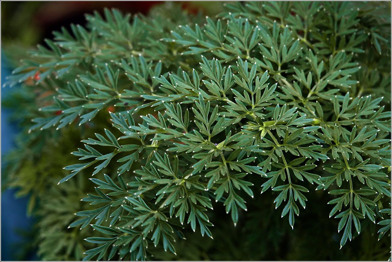 Image of Selinum carvifolia specimen.