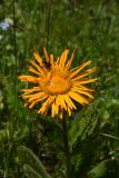 Inula orientalis. Верхушка цветущего растения со спаривающимися жуками. Чечня, Шаройский р-н, 2,5 км выше по долине р. Чадыри от с. Чайры, правый борт долины, выс. ок. 1800 м н.у.м., луг. 24 июня 2024 г.