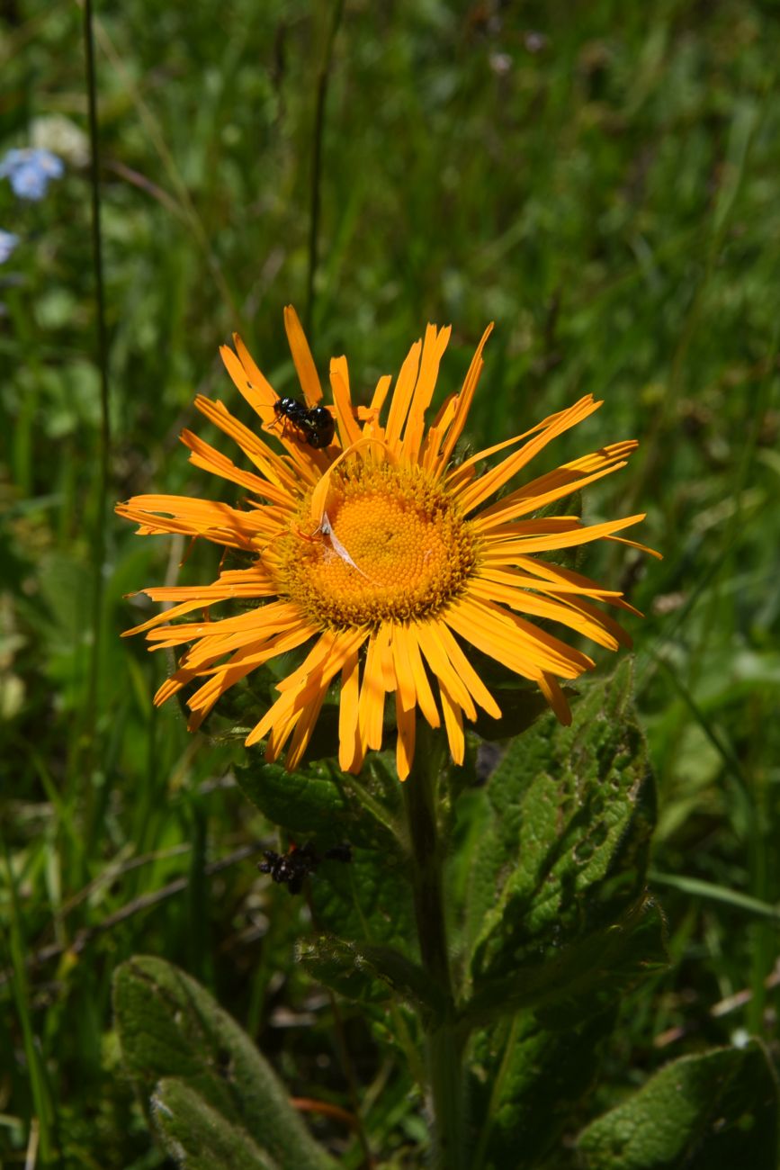 Изображение особи Inula orientalis.