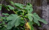 Ficus carica. Верхушка ветви с соплодиями и повреждённым листом. Китай, провинция Хунань, г. Фэнхуан, в культуре. 05.06.2024.