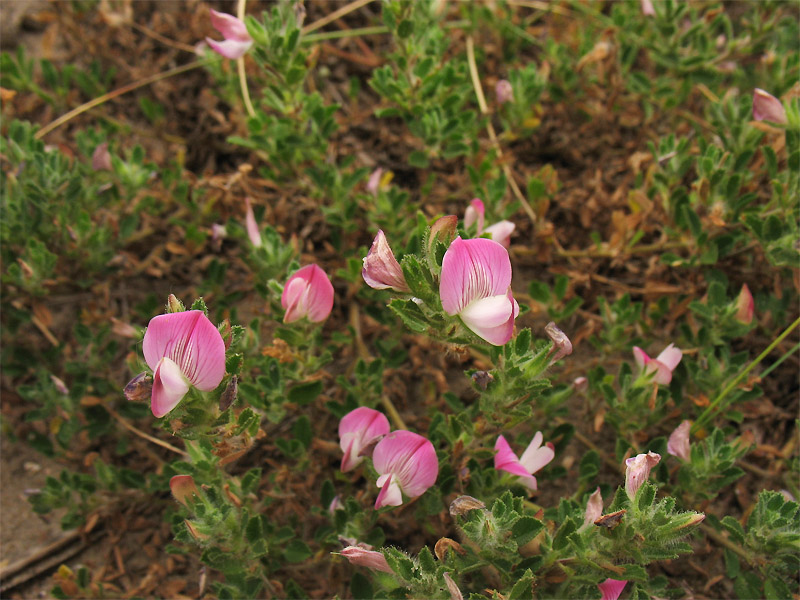 Image of Ononis repens specimen.