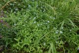 genus Myosotis. Цветущие растения. Тульская обл., Куркинский р-н, окр. степного ур. Горки, р. Дон, в воде у левого берега. 30 июля 2024 г.