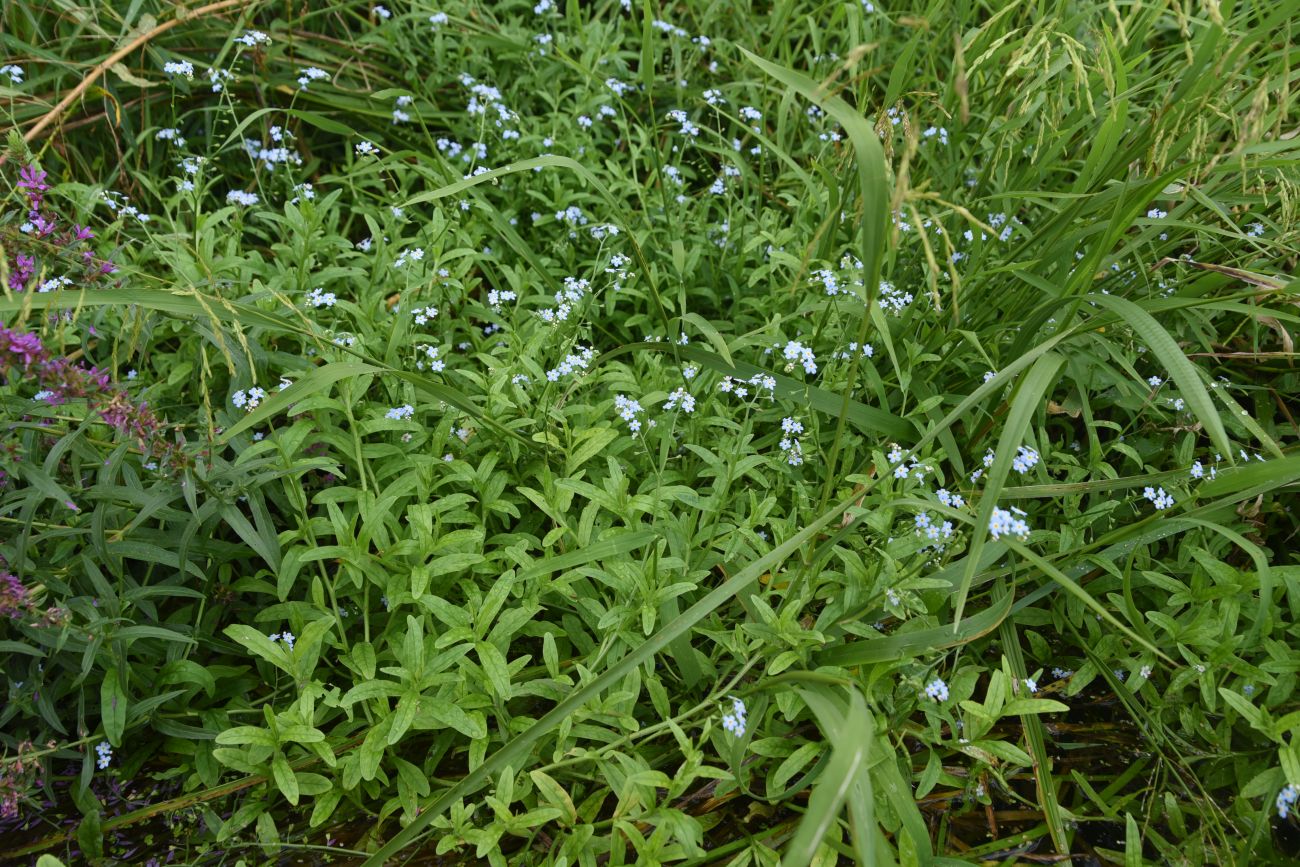 Image of genus Myosotis specimen.