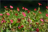 Oxalis tetraphylla. Верхушки побегов с соцветиями. Московская обл., Раменский р-н, окр. дер. Хрипань, садовый участок. 25.07.2024.