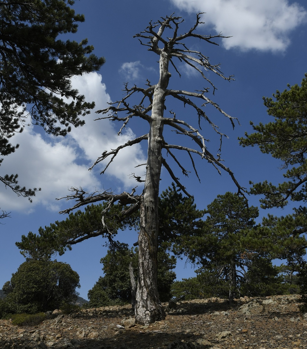 Image of Pinus nigra specimen.