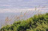 Calamagrostis extremiorientalis