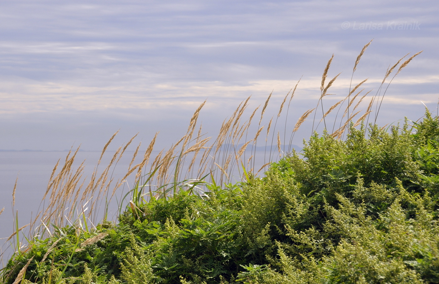 Image of familia Poaceae specimen.