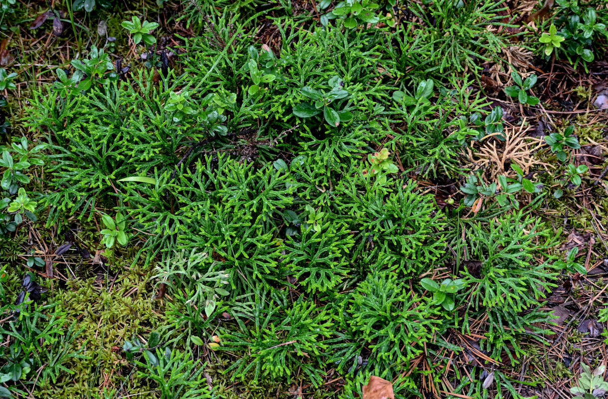 Изображение особи Diphasiastrum complanatum.