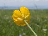 Ranunculus oreophilus