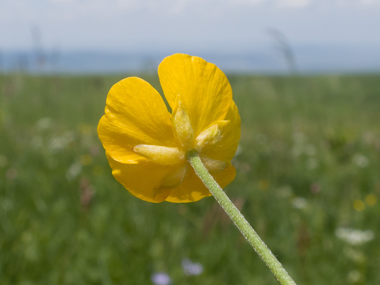 Изображение особи Ranunculus oreophilus.